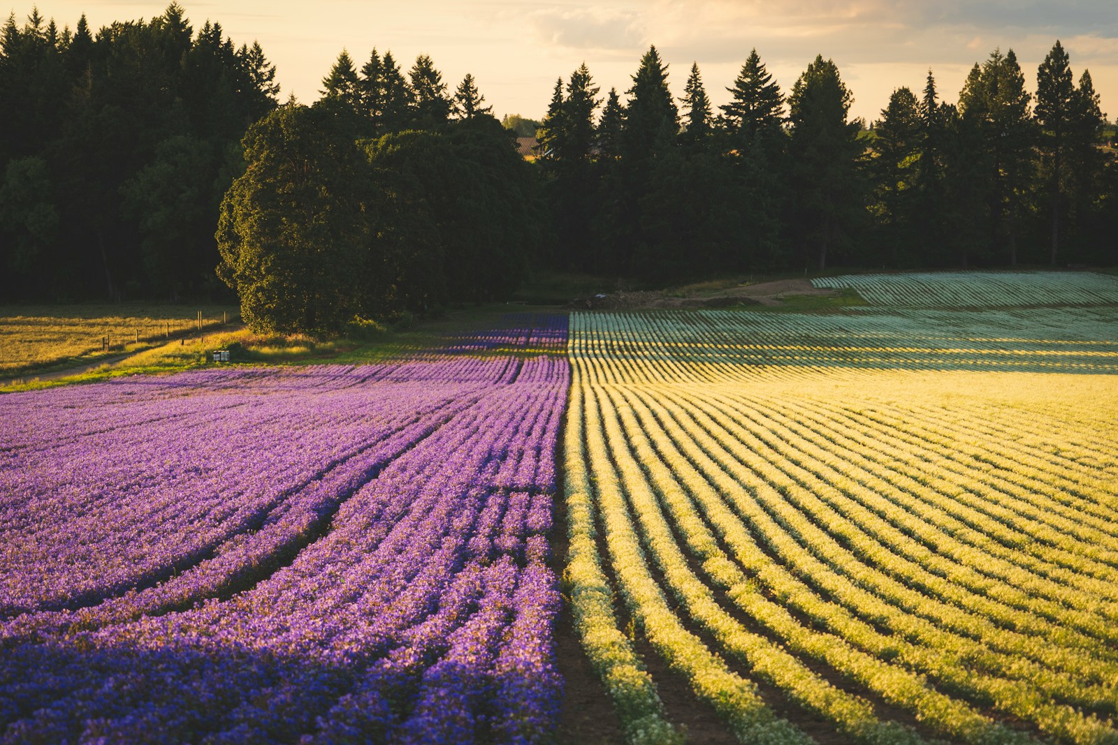 Cultivo de flores organizado en hileras al atardecer